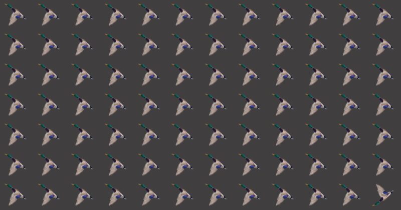 This Odd One Out Game Tests Your Visual Perception!