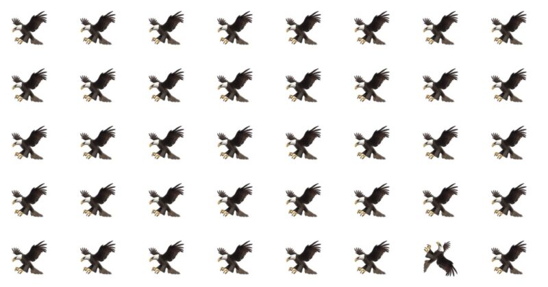 Literally Zero People Can Score A Perfect 10 On Tough Odd One Out Test Without Cheating